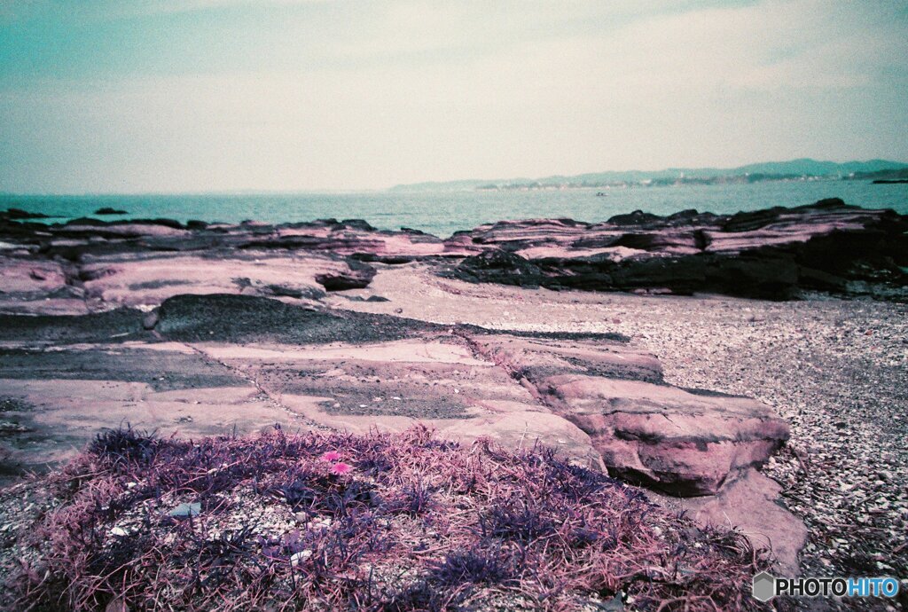 20200407_lomo_La-c+_2019LomochromePurple