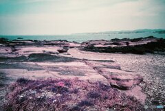 20200407_lomo_La-c+_2019LomochromePurple