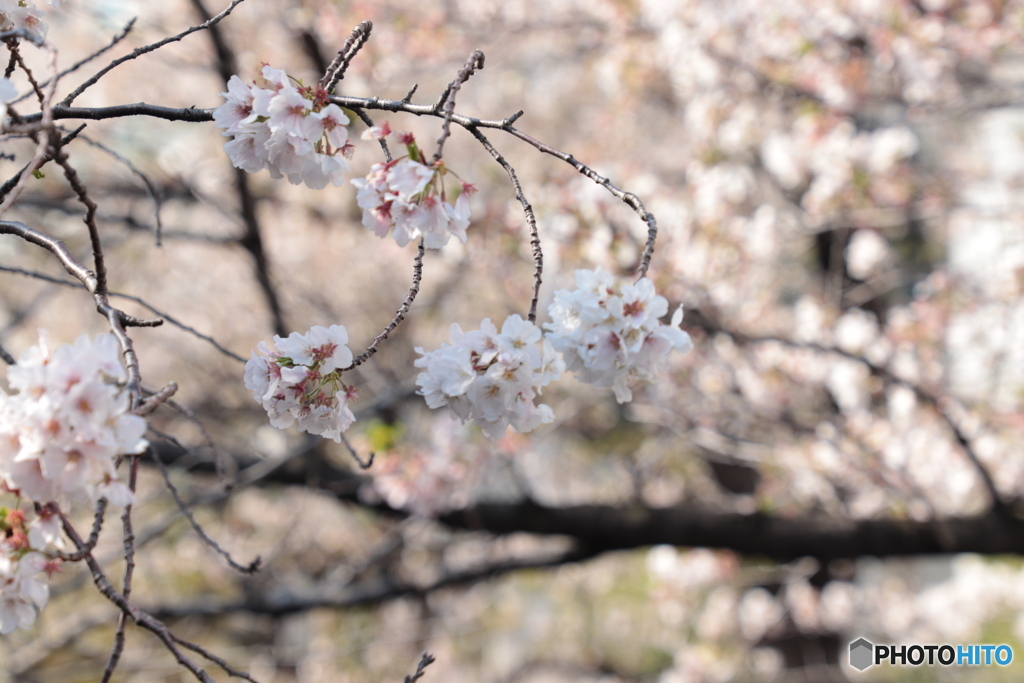 20200404_canon900D_目黒川 (12)
