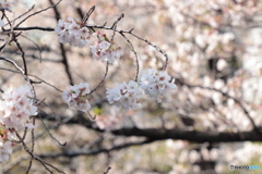 20200404_canon900D_目黒川 (12)