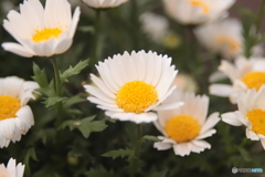 CANON9000D_NewFD50mm3 (11)