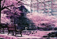 20200405_CANON F-1_2019LomochromePurple 