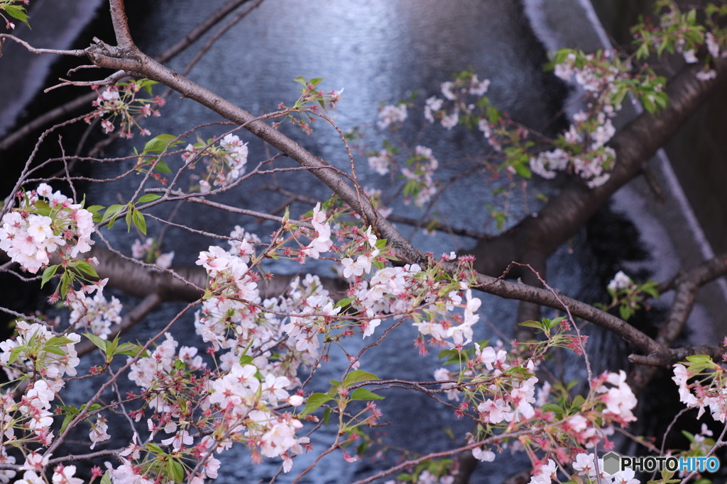 20200404_canon900D_目黒川 (58)