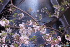 20200404_canon900D_目黒川 (58)