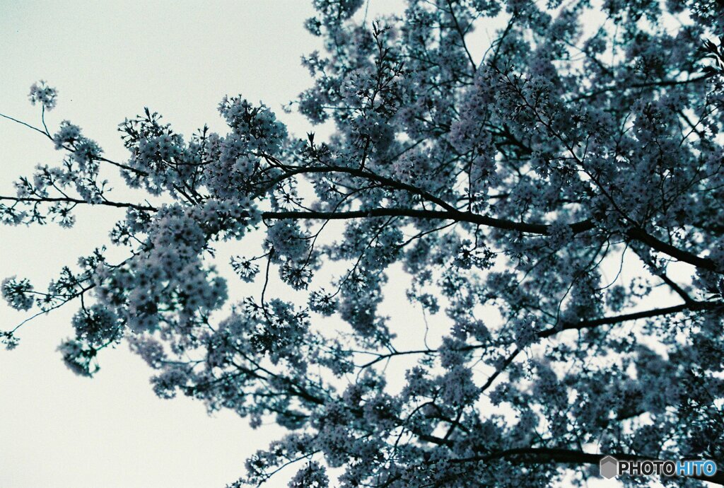 20200405_CANON F-1_2019LomochromePurple 