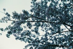 20200405_CANON F-1_2019LomochromePurple 