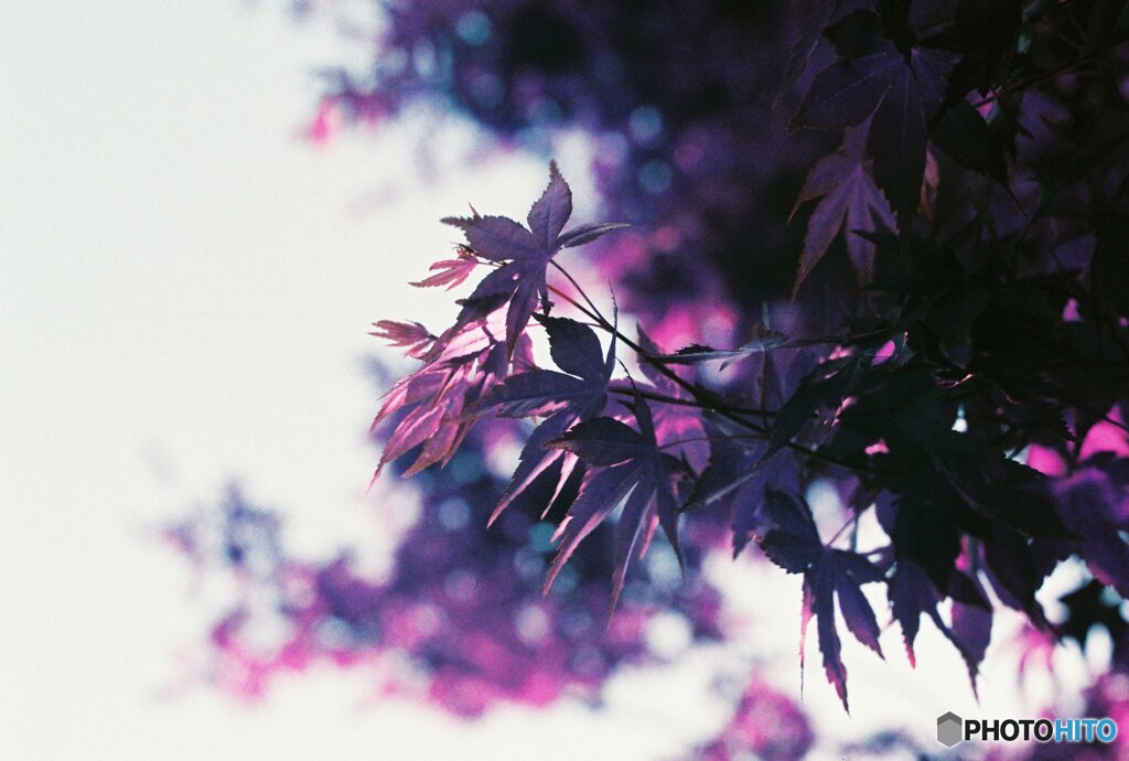 20200405_CANON F-1_2019LomochromePurple 