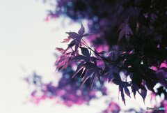 20200405_CANON F-1_2019LomochromePurple 