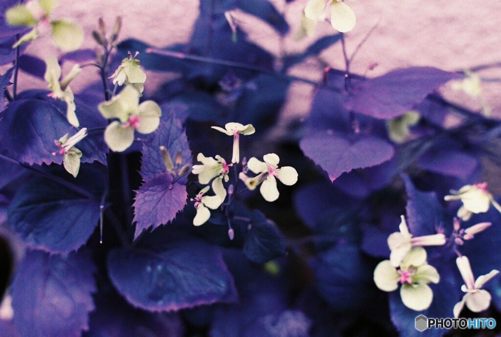 20200405_CANON F-1_2019LomochromePurple 