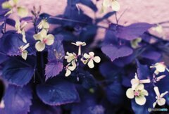 20200405_CANON F-1_2019LomochromePurple 