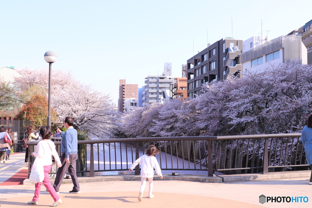 20200404_canon900D_目黒川 (111)