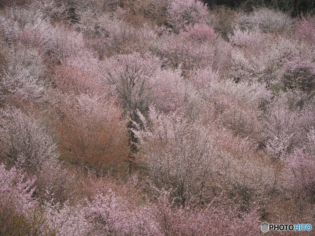 山桜燃ゆ