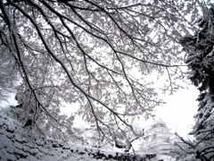 雪桜