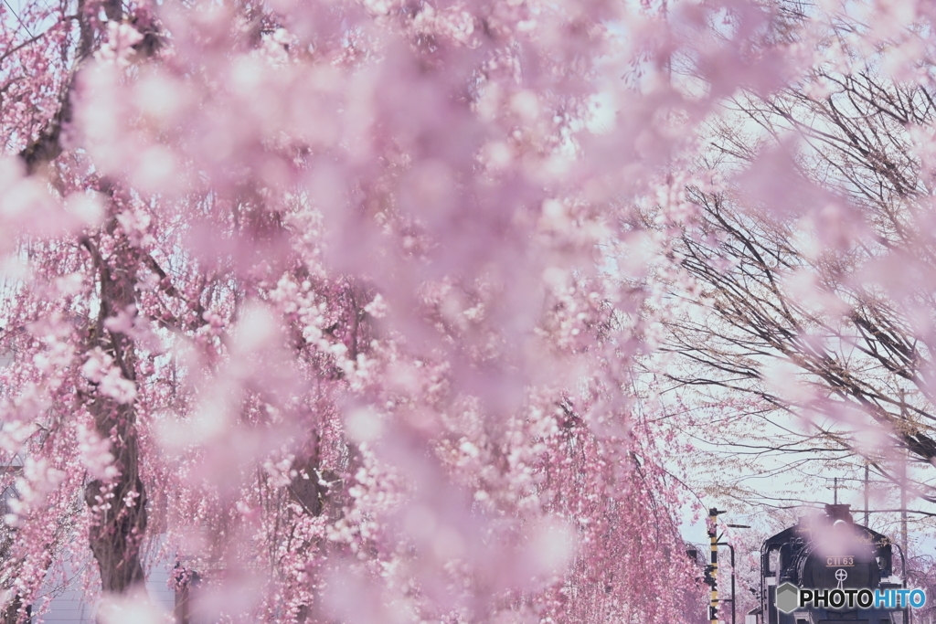 枝垂桜