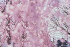 枝垂桜