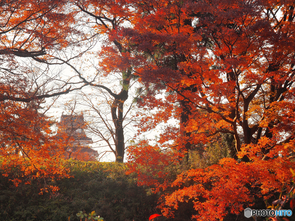 楓紅葉