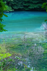 Blue swamp