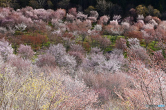 高原桜２