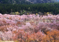 峠の桜２