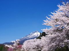 残雪と桜