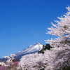 残雪と桜