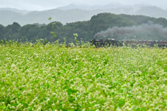 蕎麦花