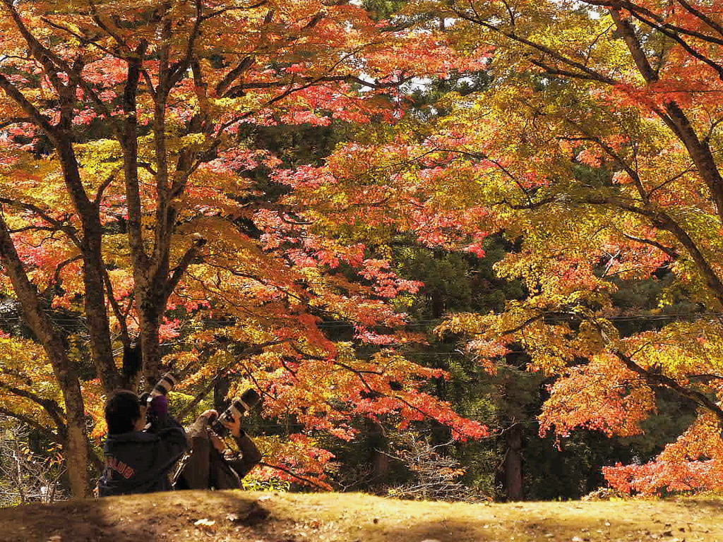 紅葉撮り