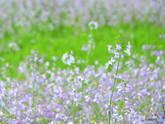 アザキ大根花