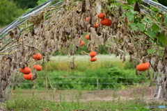 金山カボチャ