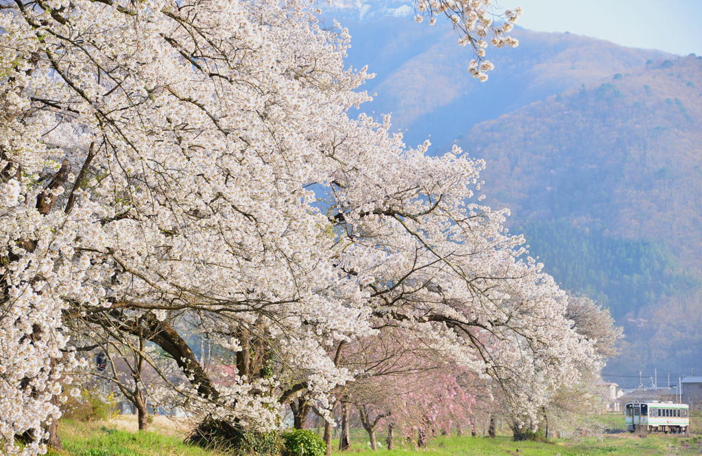 桜花２