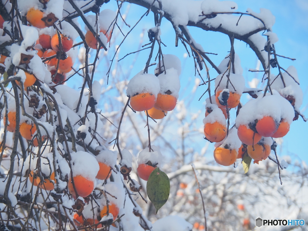 雪柿
