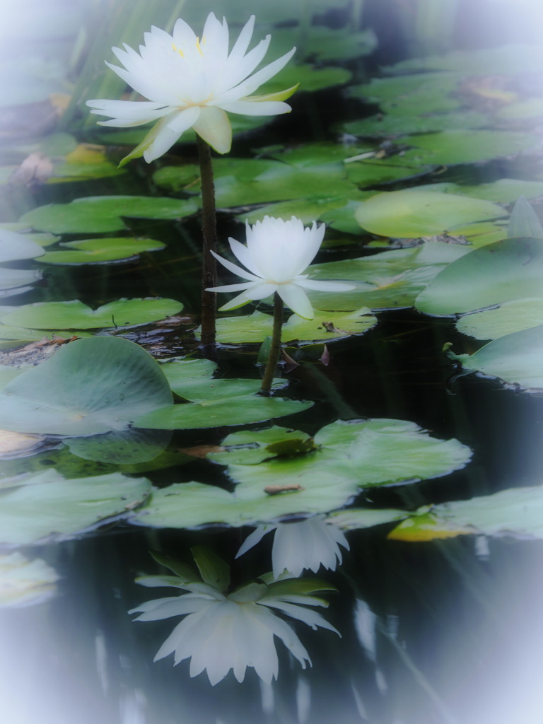 写す