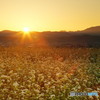 蕎麦畑の斜陽