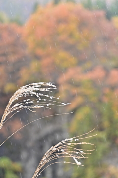 秋雨