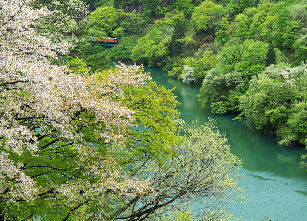 桜雨に新緑匂う