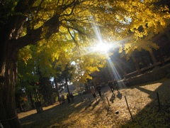 秋陽