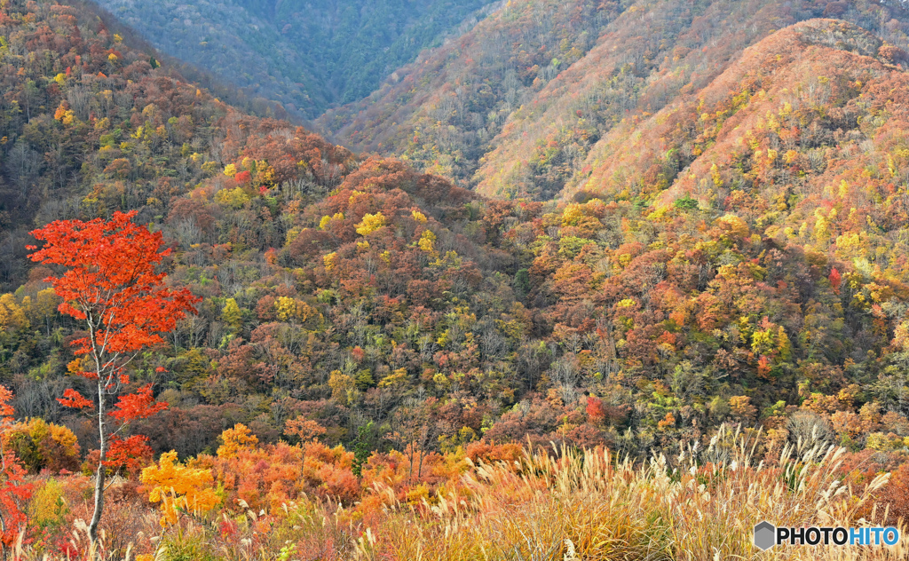 木霊