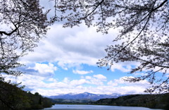 桜と蔵王連峰