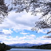 桜と蔵王連峰