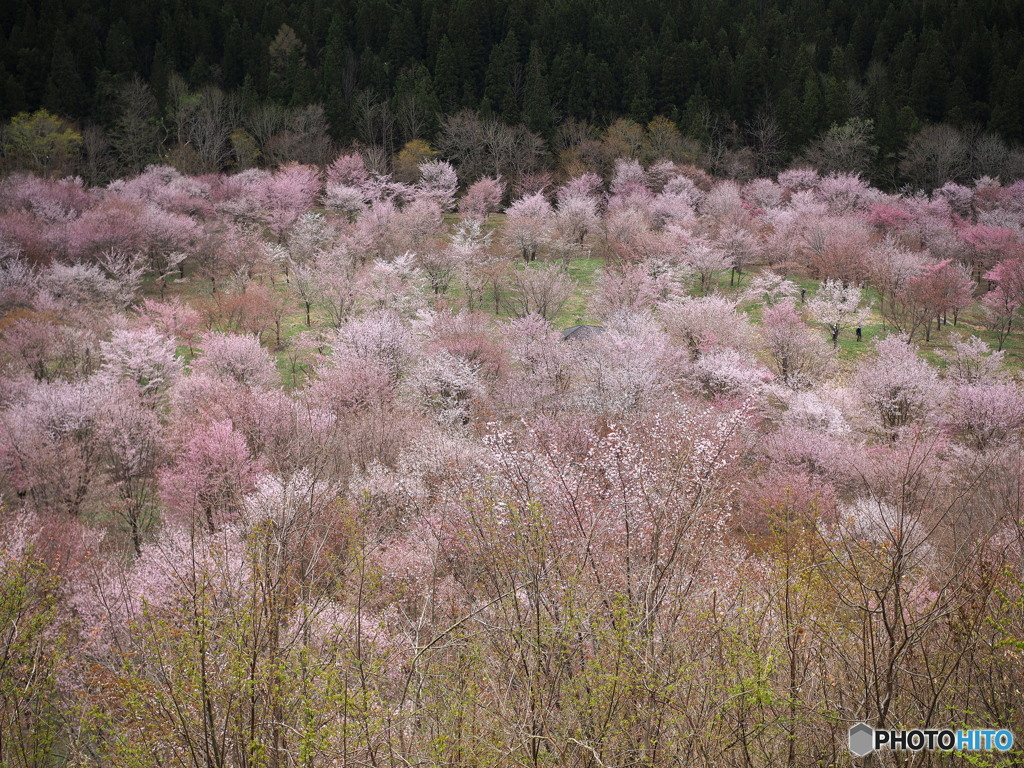 薄紅色の桜源郷