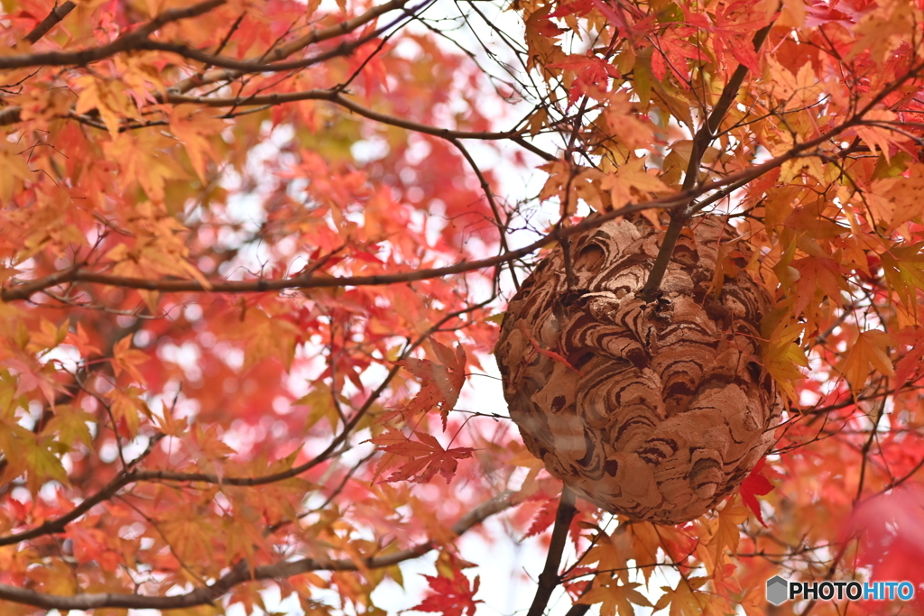 危ない紅葉