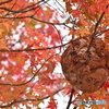 危ない紅葉