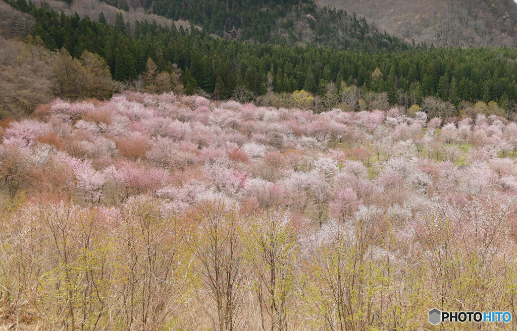 薄紅色の桜源郷2