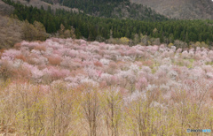 薄紅色の桜源郷2