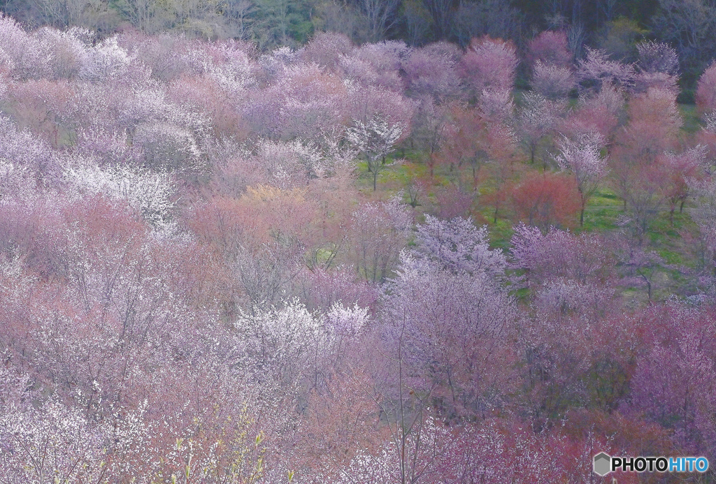 高原桜