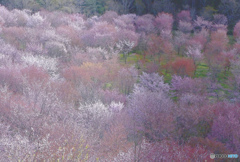 高原桜