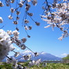風薫る
