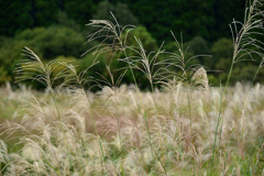 秋めくススキ野