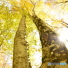 秋陽のブナ黄葉