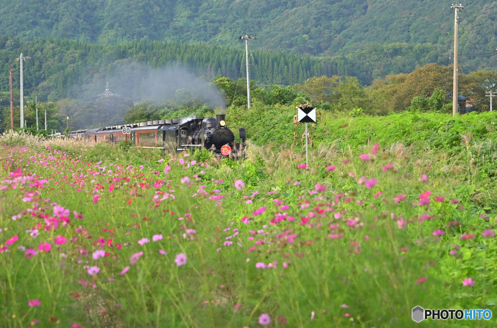 花色の記憶